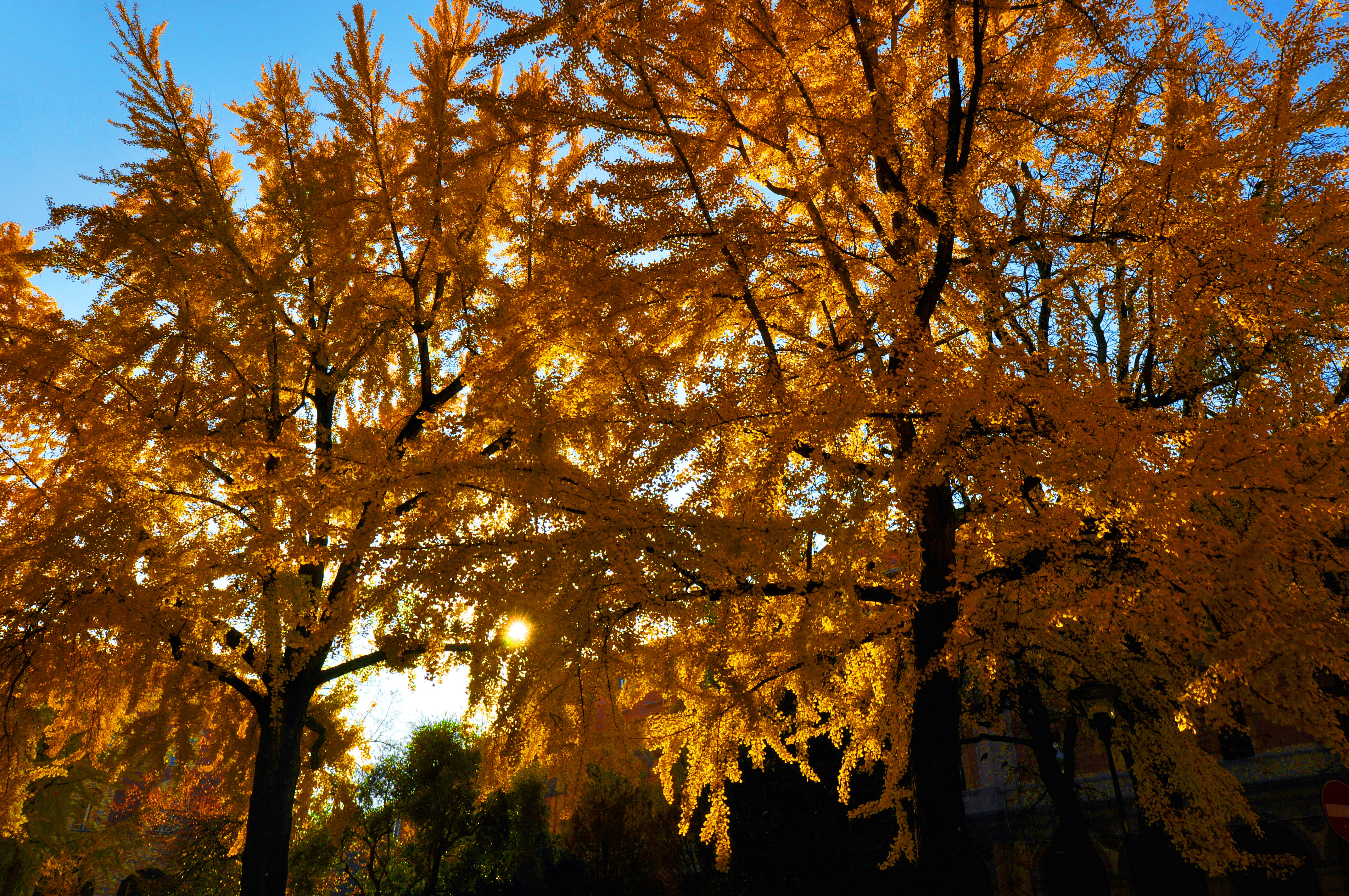 Ginkgo biloba, Bologna, Piazza Cavour