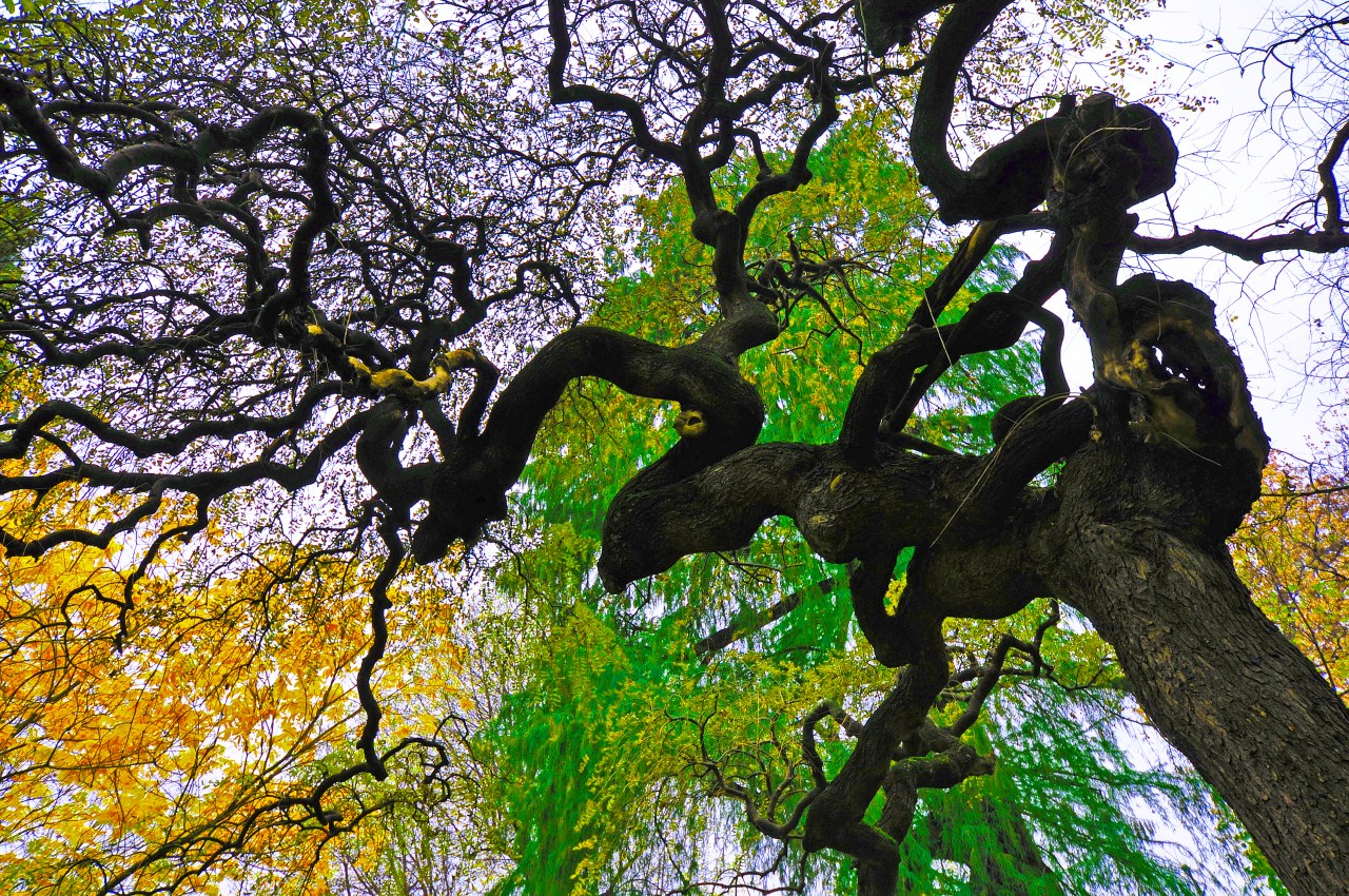 Alberi monumentali dell’Emilia-Romagna